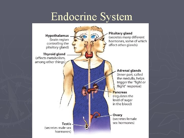 Endocrine System 