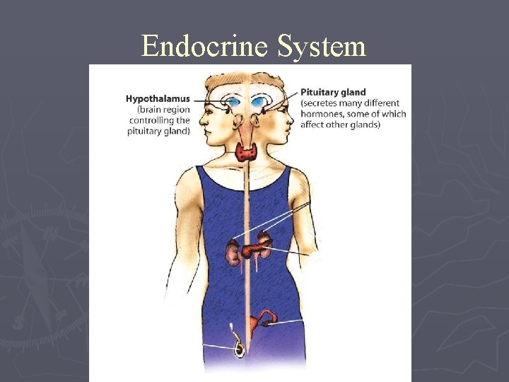 Endocrine System 