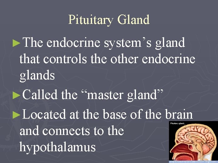 Pituitary Gland ►The endocrine system’s gland that controls the other endocrine glands ►Called the