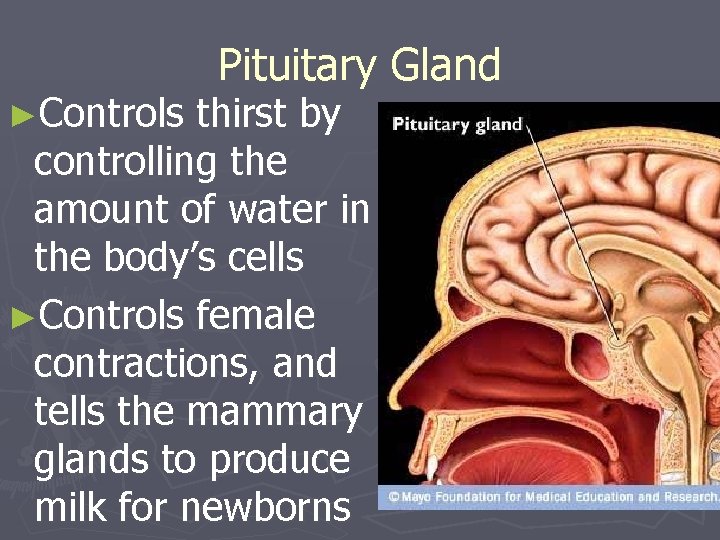 ►Controls Pituitary Gland thirst by controlling the amount of water in the body’s cells