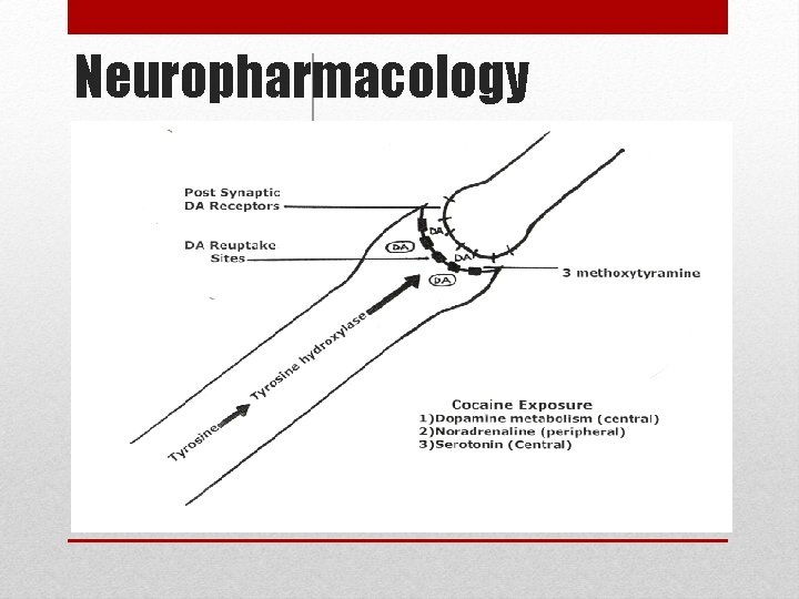 Neuropharmacology NEUROPHARMACOLOGY 