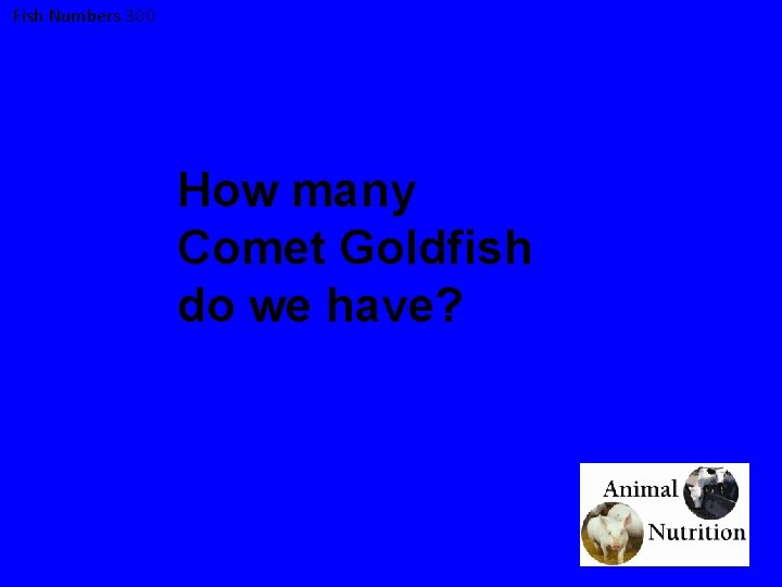 Fish Numbers 300 How many Comet Goldfish do we have? 