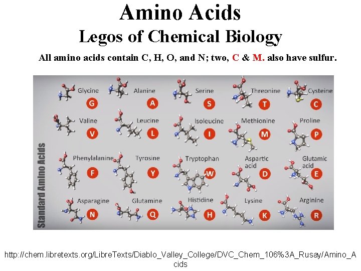 Amino Acids Legos of Chemical Biology All amino acids contain C, H, O, and