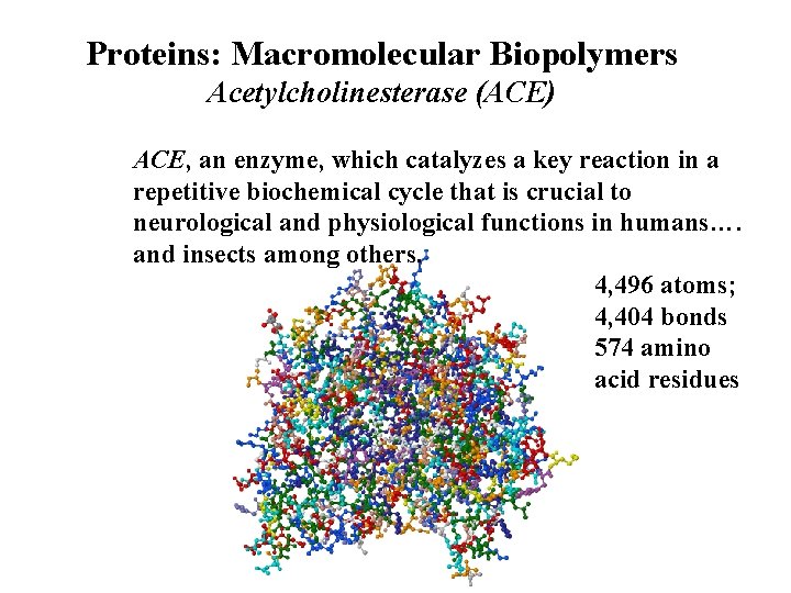 Proteins: Macromolecular Biopolymers Acetylcholinesterase (ACE) ACE, an enzyme, which catalyzes a key reaction in