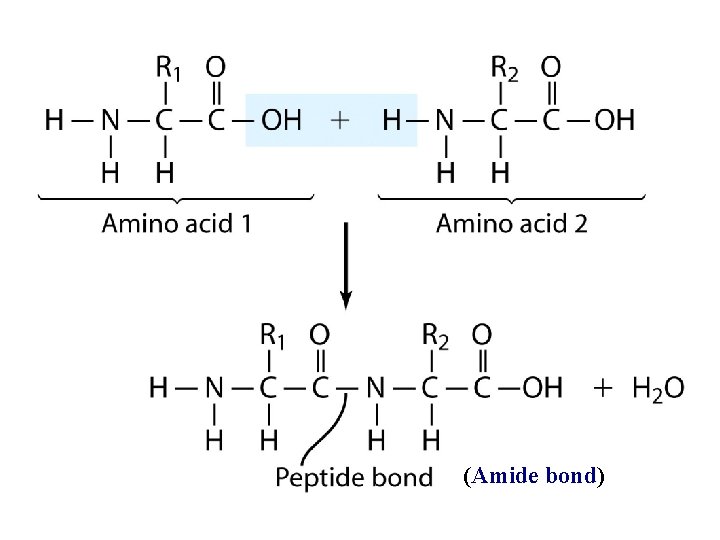 (Amide bond) 