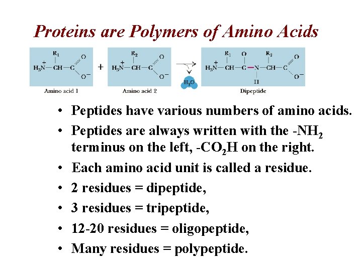 Proteins are Polymers of Amino Acids • Peptides have various numbers of amino acids.