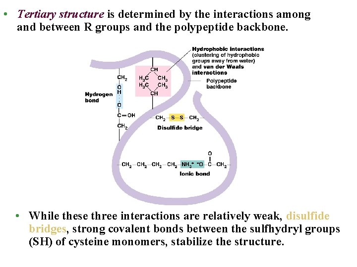  • Tertiary structure is determined by the interactions among and between R groups