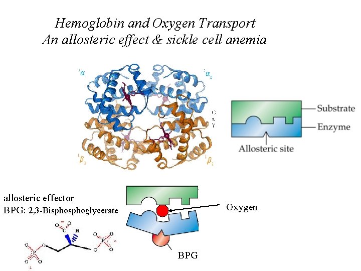 Hemoglobin and Oxygen Transport An allosteric effect & sickle cell anemia allosteric effector BPG: