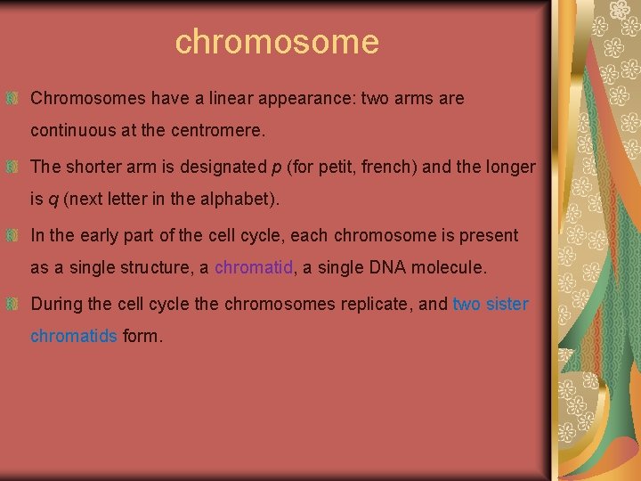 chromosome Chromosomes have a linear appearance: two arms are continuous at the centromere. The