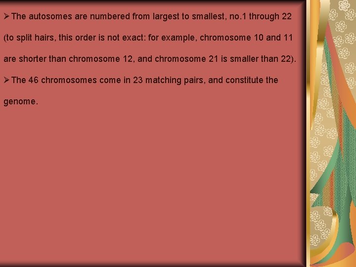 ØThe autosomes are numbered from largest to smallest, no. 1 through 22 (to split