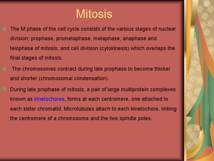 Mitosis The M phase of the cell cycle consists of the various stages of