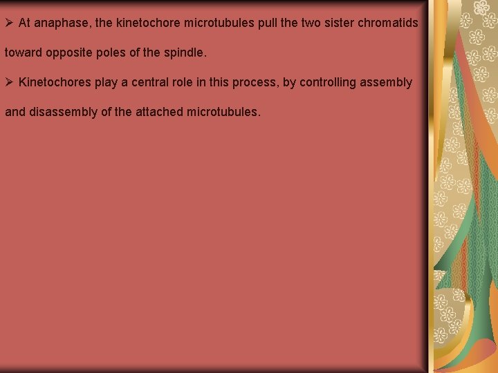 Ø At anaphase, the kinetochore microtubules pull the two sister chromatids toward opposite poles