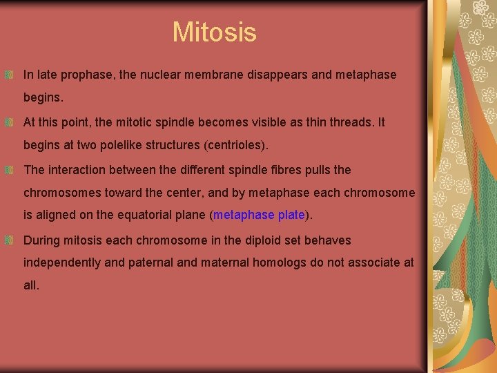 Mitosis In late prophase, the nuclear membrane disappears and metaphase begins. At this point,