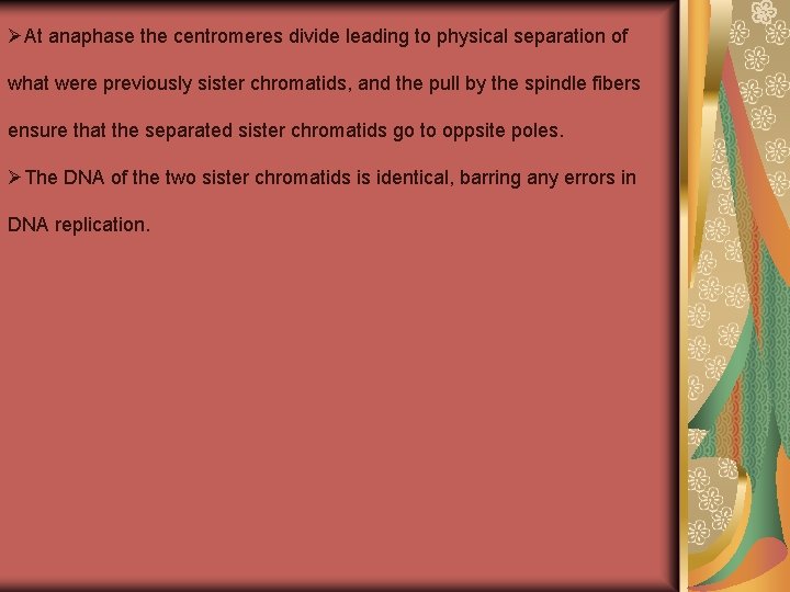 ØAt anaphase the centromeres divide leading to physical separation of what were previously sister