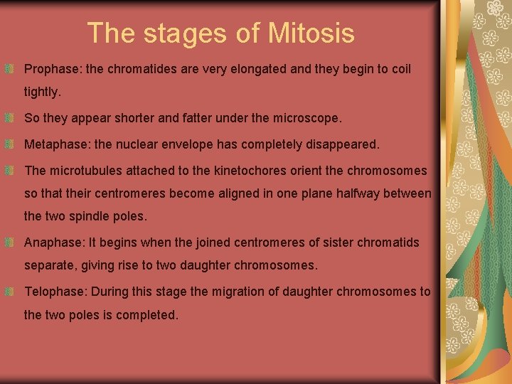 The stages of Mitosis Prophase: the chromatides are very elongated and they begin to