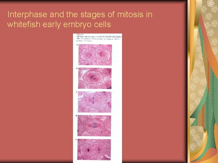 Interphase and the stages of mitosis in whitefish early embryo cells 
