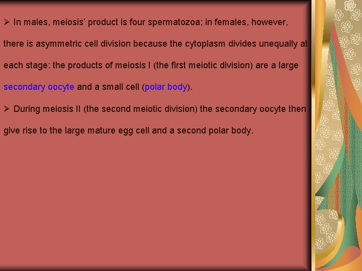 Ø In males, meiosis’ product is four spermatozoa; in females, however, there is asymmetric