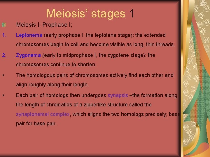 Meiosis’ stages 1 Meiosis I: Prophase I; 1. Leptonema (early prophase I, the leptotene