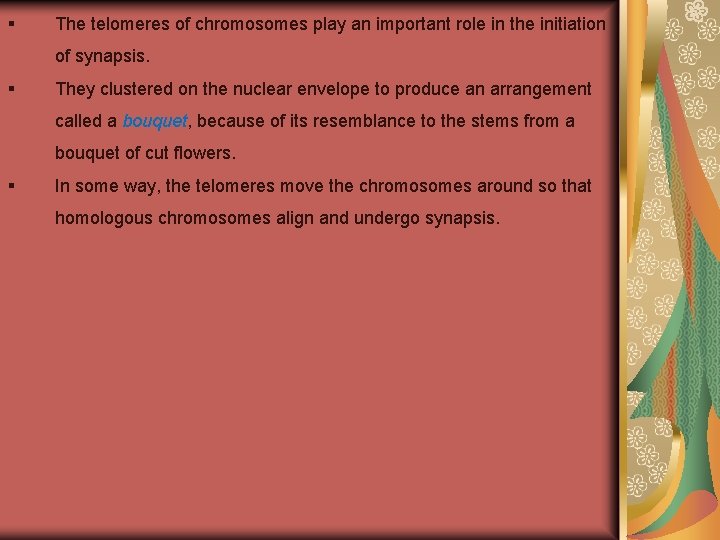 § The telomeres of chromosomes play an important role in the initiation of synapsis.