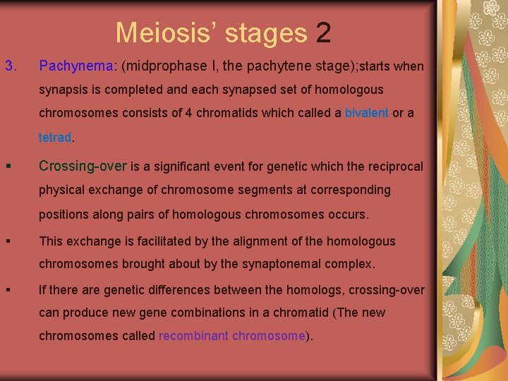 Meiosis’ stages 2 3. Pachynema: (midprophase I, the pachytene stage); starts when synapsis is