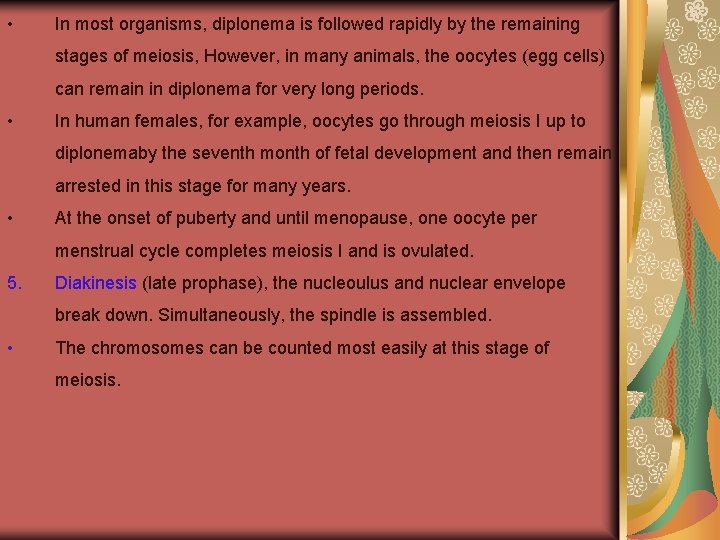  • In most organisms, diplonema is followed rapidly by the remaining stages of