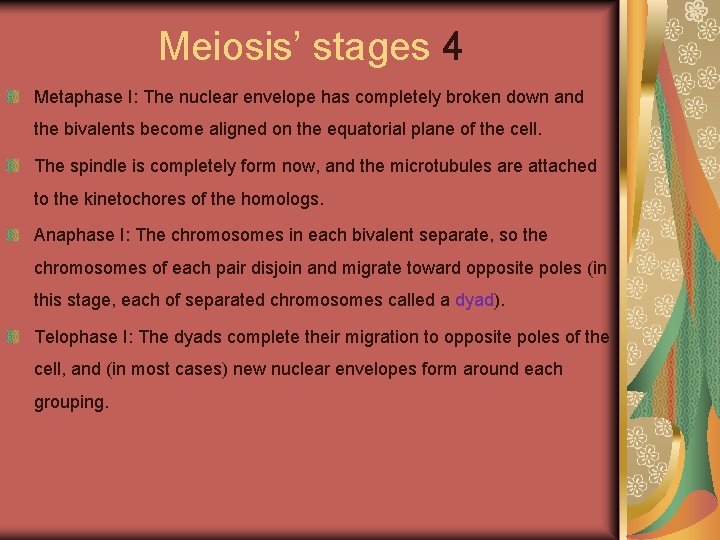 Meiosis’ stages 4 Metaphase I: The nuclear envelope has completely broken down and the