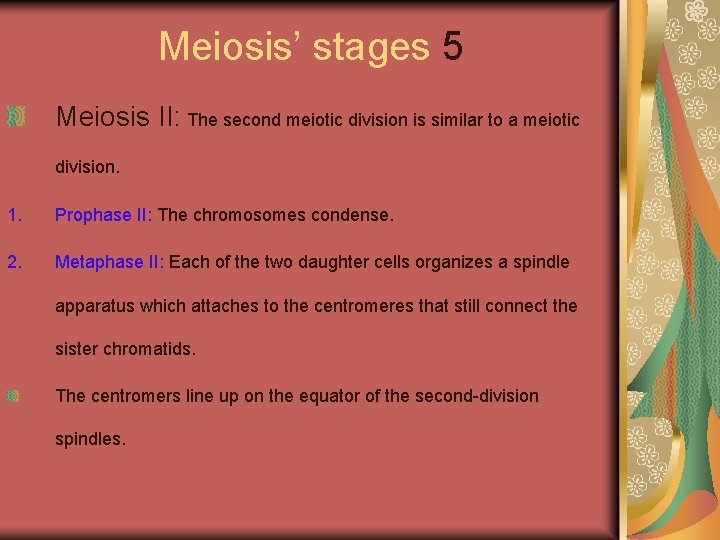 Meiosis’ stages 5 Meiosis II: The second meiotic division is similar to a meiotic