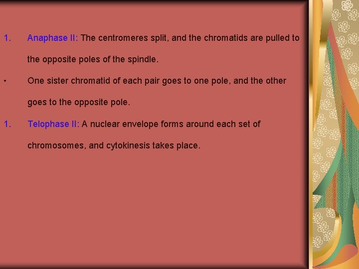 1. Anaphase II: The centromeres split, and the chromatids are pulled to the opposite