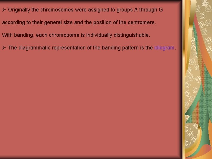 Ø Originally the chromosomes were assigned to groups A through G according to their