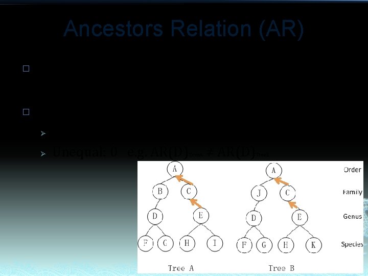 Ancestors Relation (AR) � � AR reflects difference of taxonomic position from top down