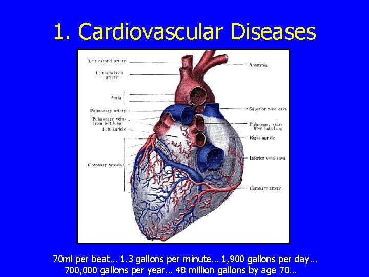 1. Cardiovascular Diseases 70 ml per beat… 1. 3 gallons per minute… 1, 900