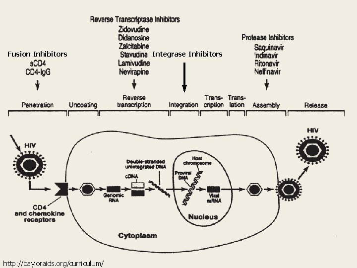Pathophysiology of HIV/AIDS Fusion Inhibitors http: //bayloraids. org/curriculum/ Integrase Inhibitors 