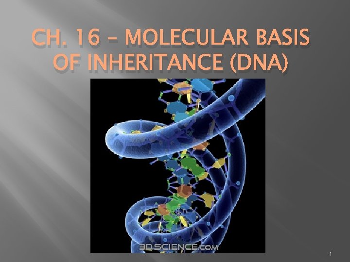 CH. 16 – MOLECULAR BASIS OF INHERITANCE (DNA) 1 