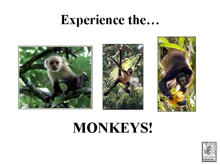 Experience the… MONKEYS! 