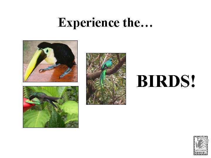 Experience the… BIRDS! 