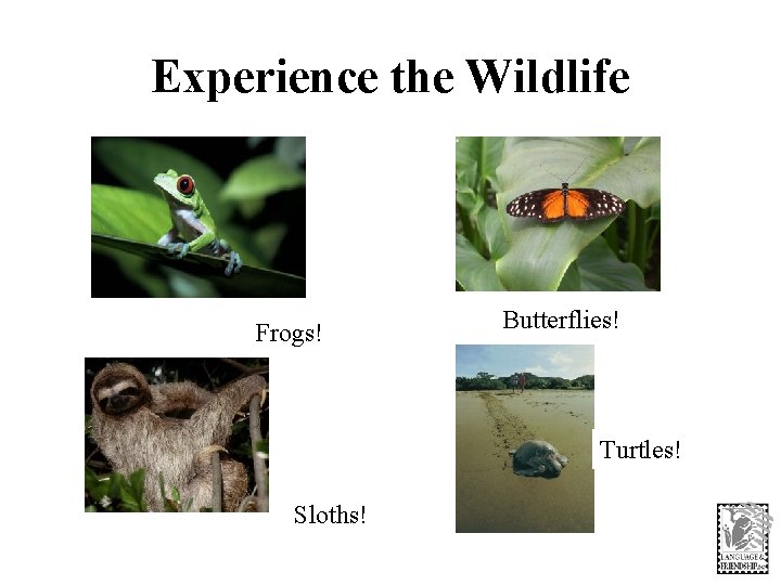 Experience the Wildlife Frogs! Butterflies! Turtles! Sloths! 