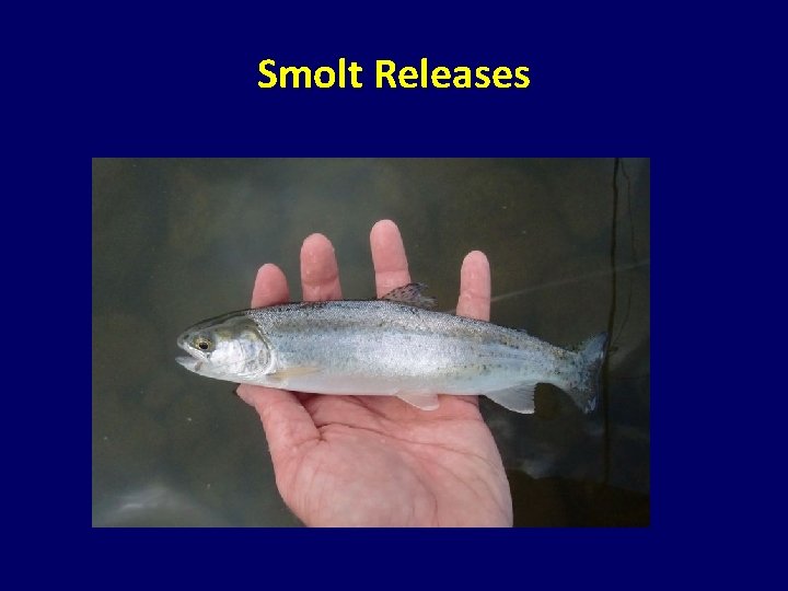 Smolt Releases Smolt Releases