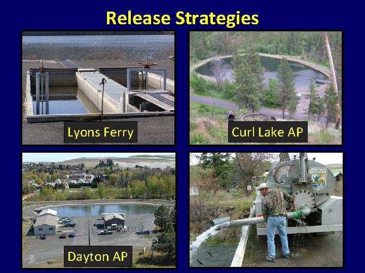 Release Strategies Lyons Ferry Dayton AP Curl Lake AP Release Strategies Lyons Ferry Dayton AP Curl Lake AP