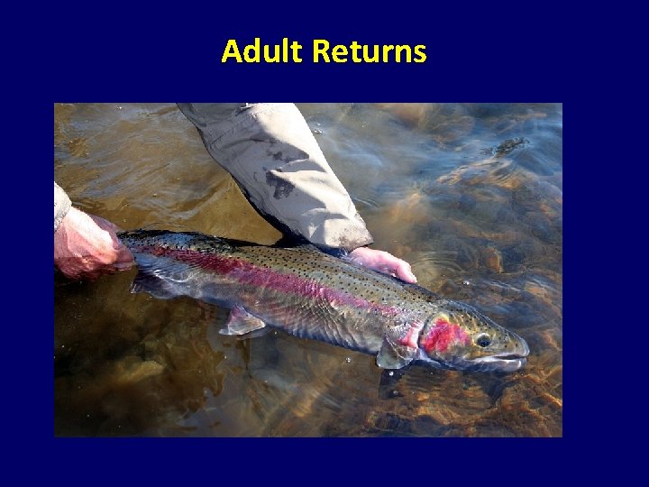 Adult Returns Adult Returns