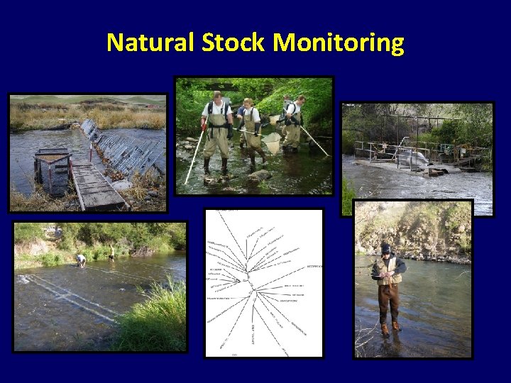 Natural Stock Monitoring Natural Stock Monitoring