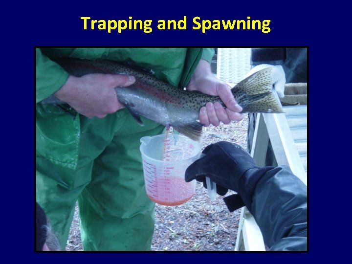 Trapping and Spawning Trapping and Spawning