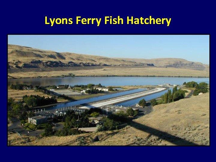 Lyons Ferry Fish Hatchery Lyons Ferry Fish Hatchery