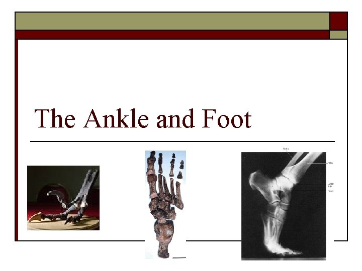 The Ankle and Foot 