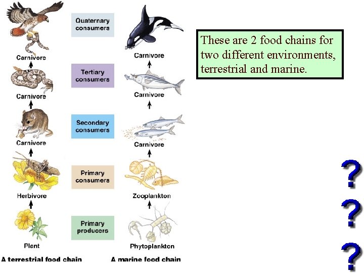 These are 2 food chains for two different environments, terrestrial and marine. 