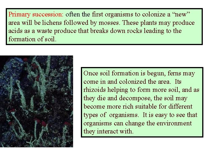 Primary succession: often the first organisms to colonize a “new” area will be lichens