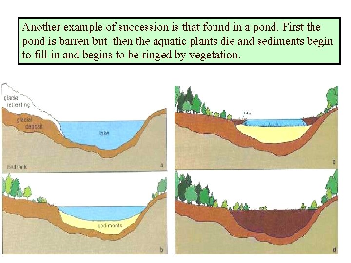 Another example of succession is that found in a pond. First the pond is
