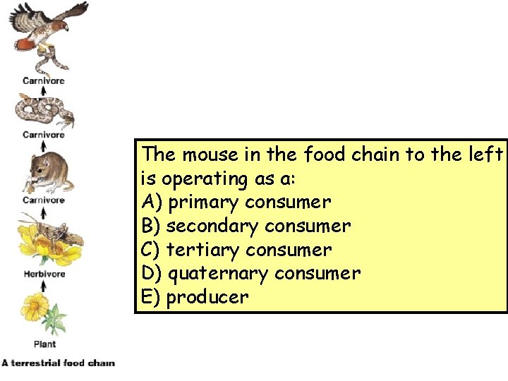 The mouse in the food chain to the left is operating as a: A)