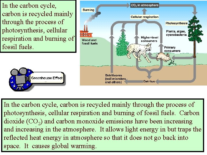 In the carbon cycle, carbon is recycled mainly through the process of photosynthesis, cellular