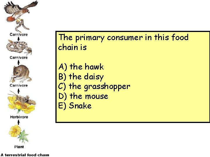 The primary consumer in this food chain is A) the hawk B) the daisy