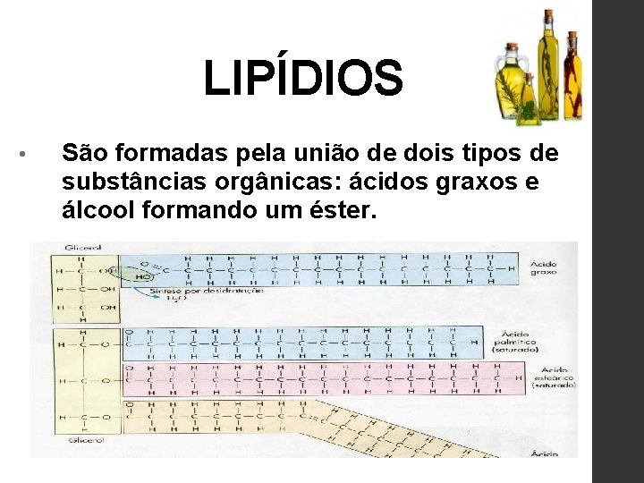 Dois Tipos De Lipídios Contidos No Organismo Humano